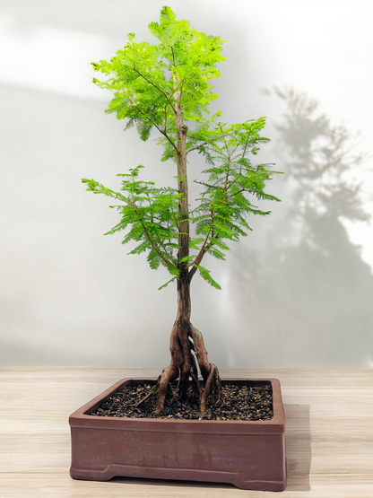 Swamp Cypress Bonsai