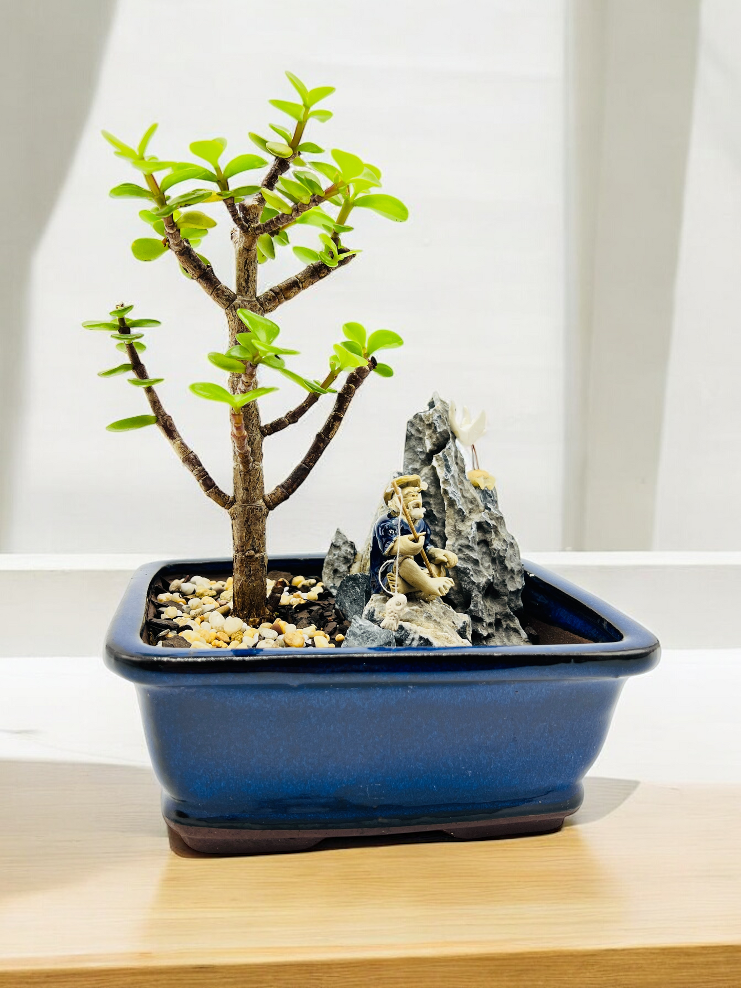 jade money tree bonsai Rock Feature Jade Money Tree Bonsai 7 Inch – Bonsai Gifts Nursery