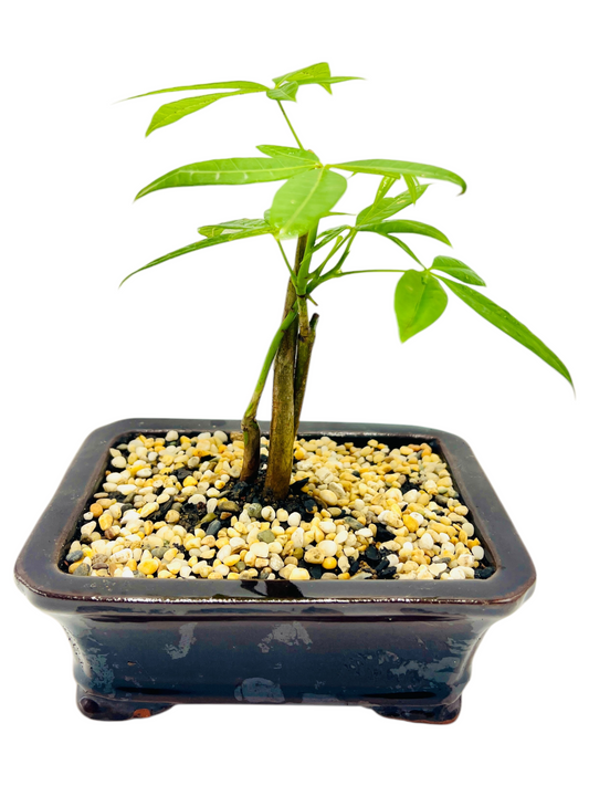 5 Leaves Triple Trunk Indoor Guiana Chestnut “Pachira Aquatica” Bonsai Tree 6 Inch 发财树