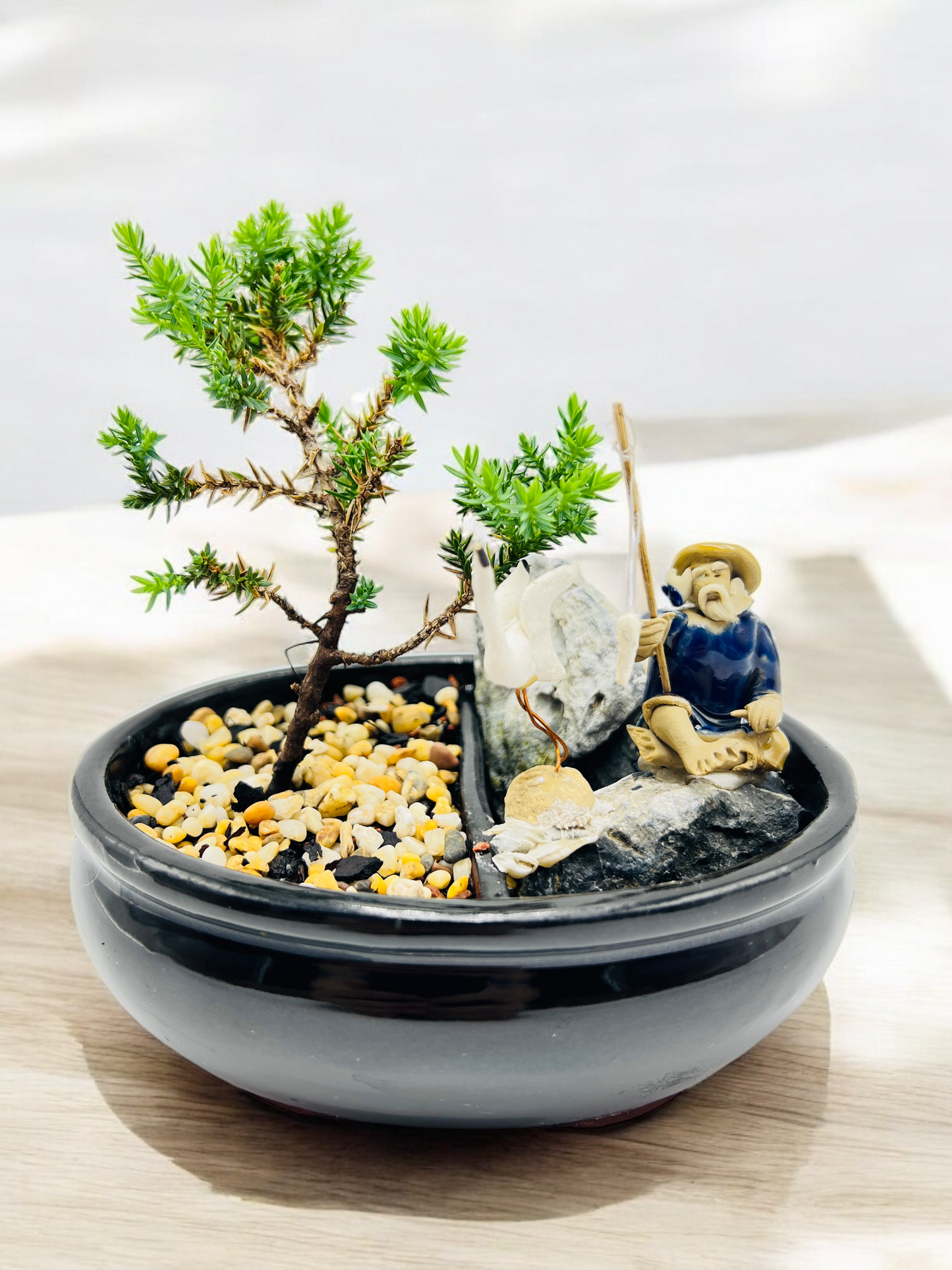 6" Juniper with Rock Feature Bonsai Tree