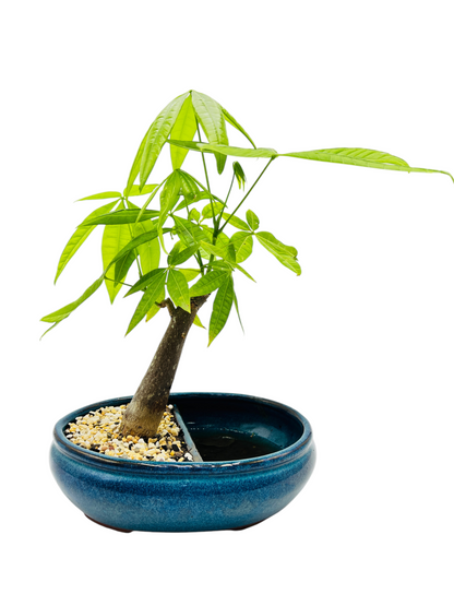 5 Leaves Twin Trunk Indoor Guiana Chestnut “Pachira Aquatica” Bonsai Tree 10 Inch 发财树