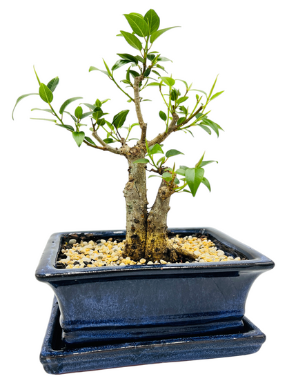 8 Inch Twin Trunk Small Leaf Fig Bonsai Tree With Saucer