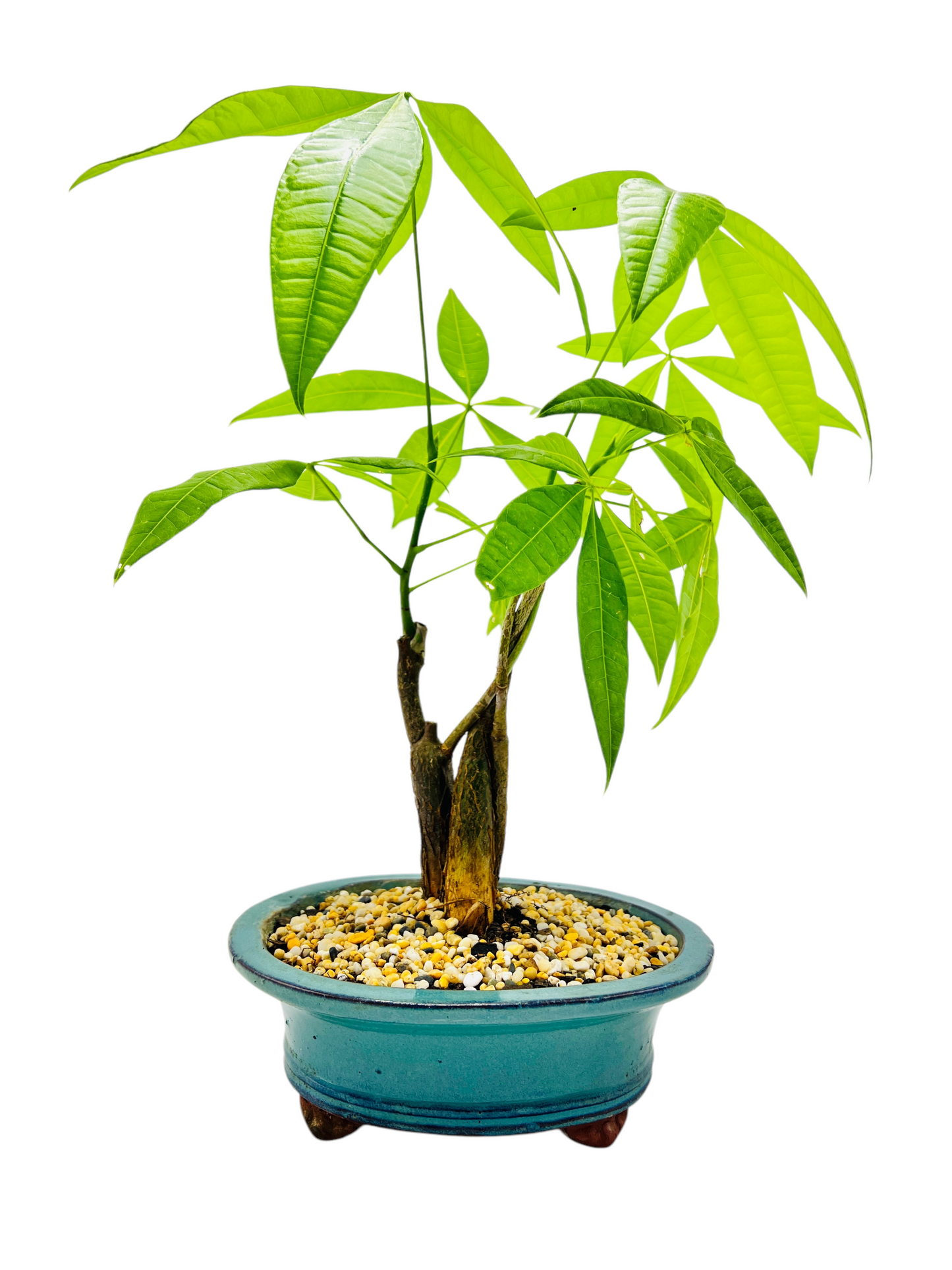 Triple Trunk Indoor Guiana Chestnut “Pachira Aquatica” Bonsai Tree 8 Inch 发财树