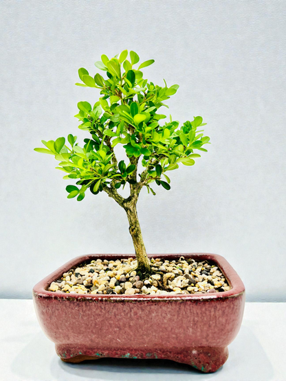 Japanese Boxwood 8" Bonsai Tree