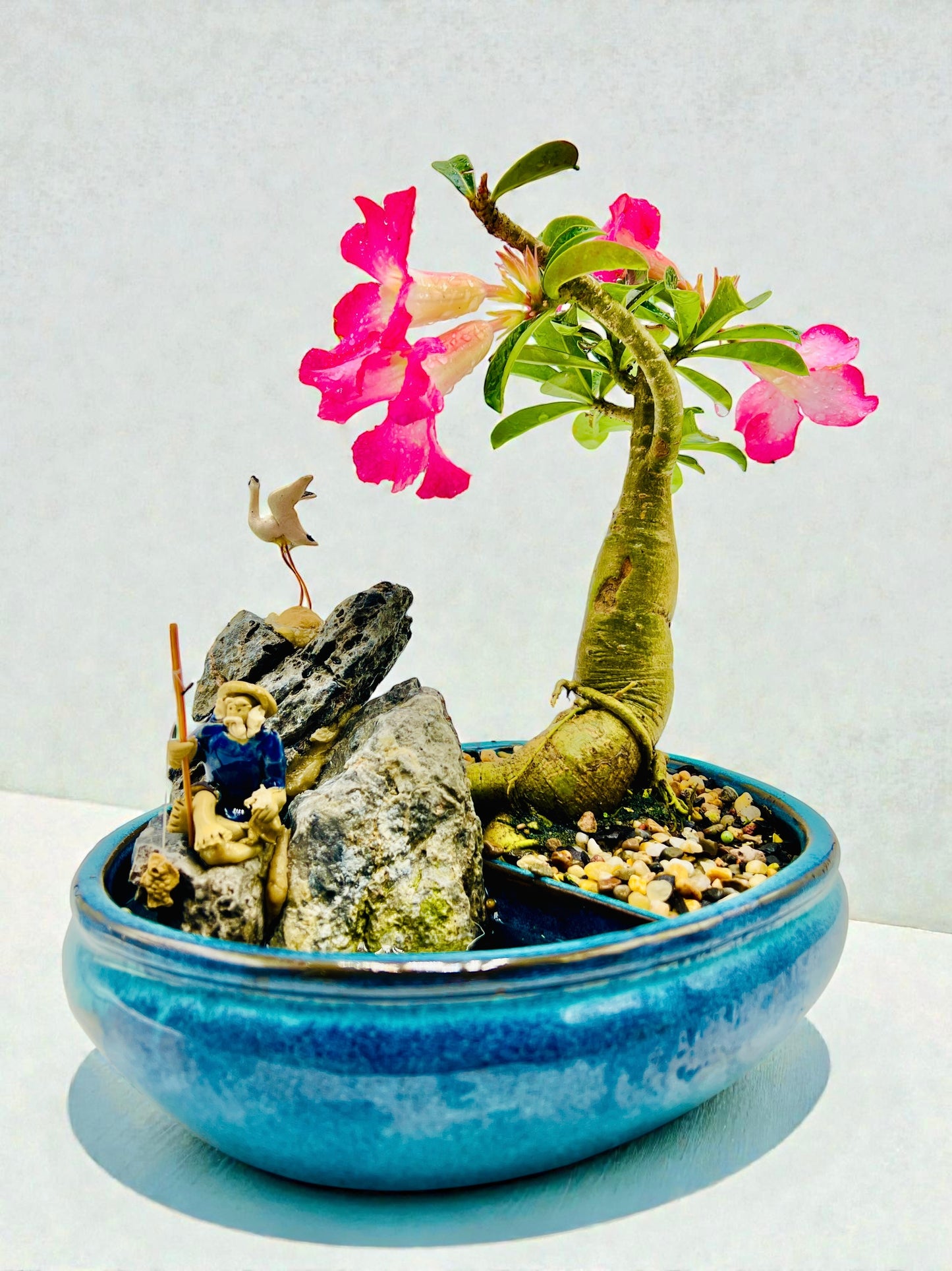 10 Inch Pink Desert Rose Bonsai Tree With Rock Feature