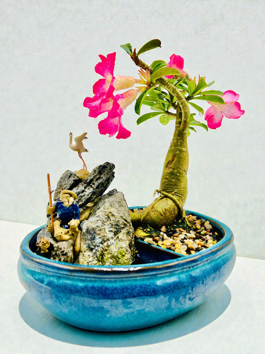 10 Inch Pink Desert Rose Bonsai Tree With Rock Feature