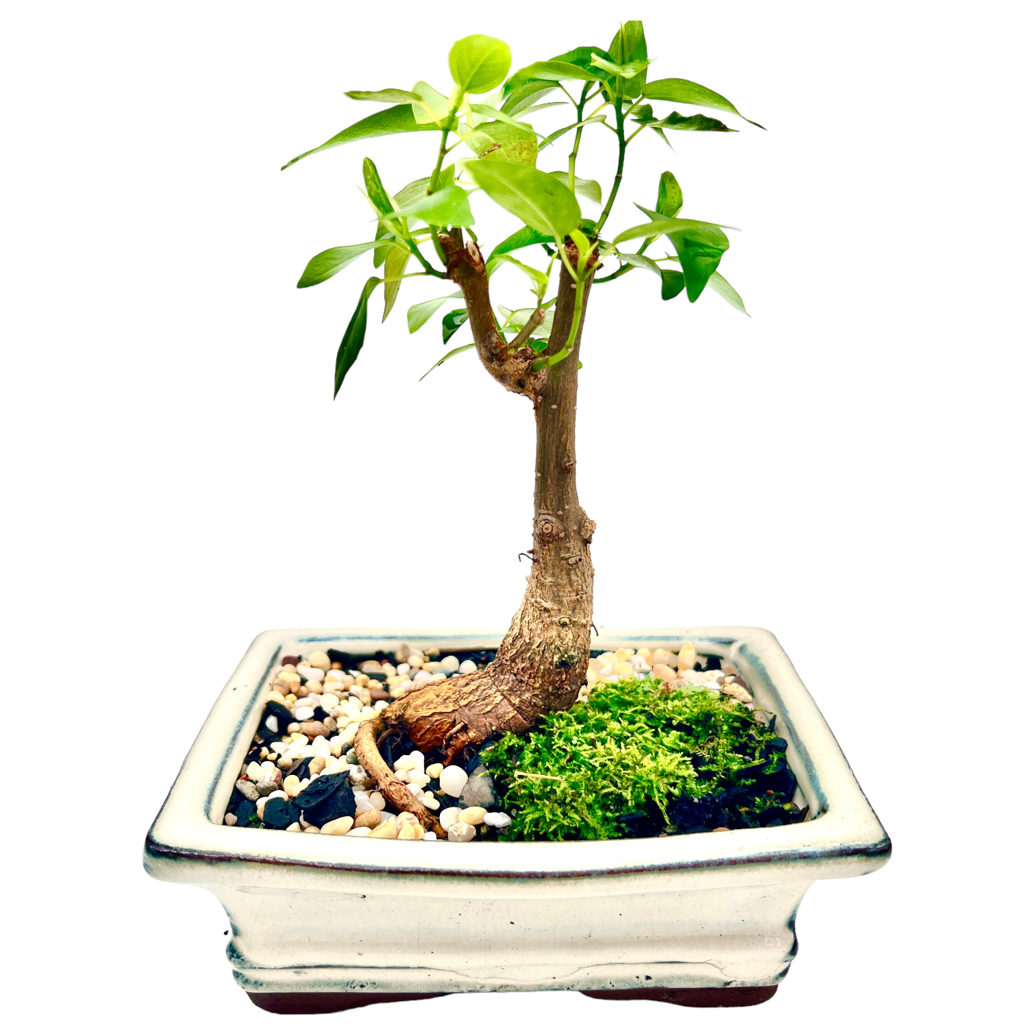 Small Leaf Fig Bonsai Tree 6 Inch - Bonsai Gifts Nursery