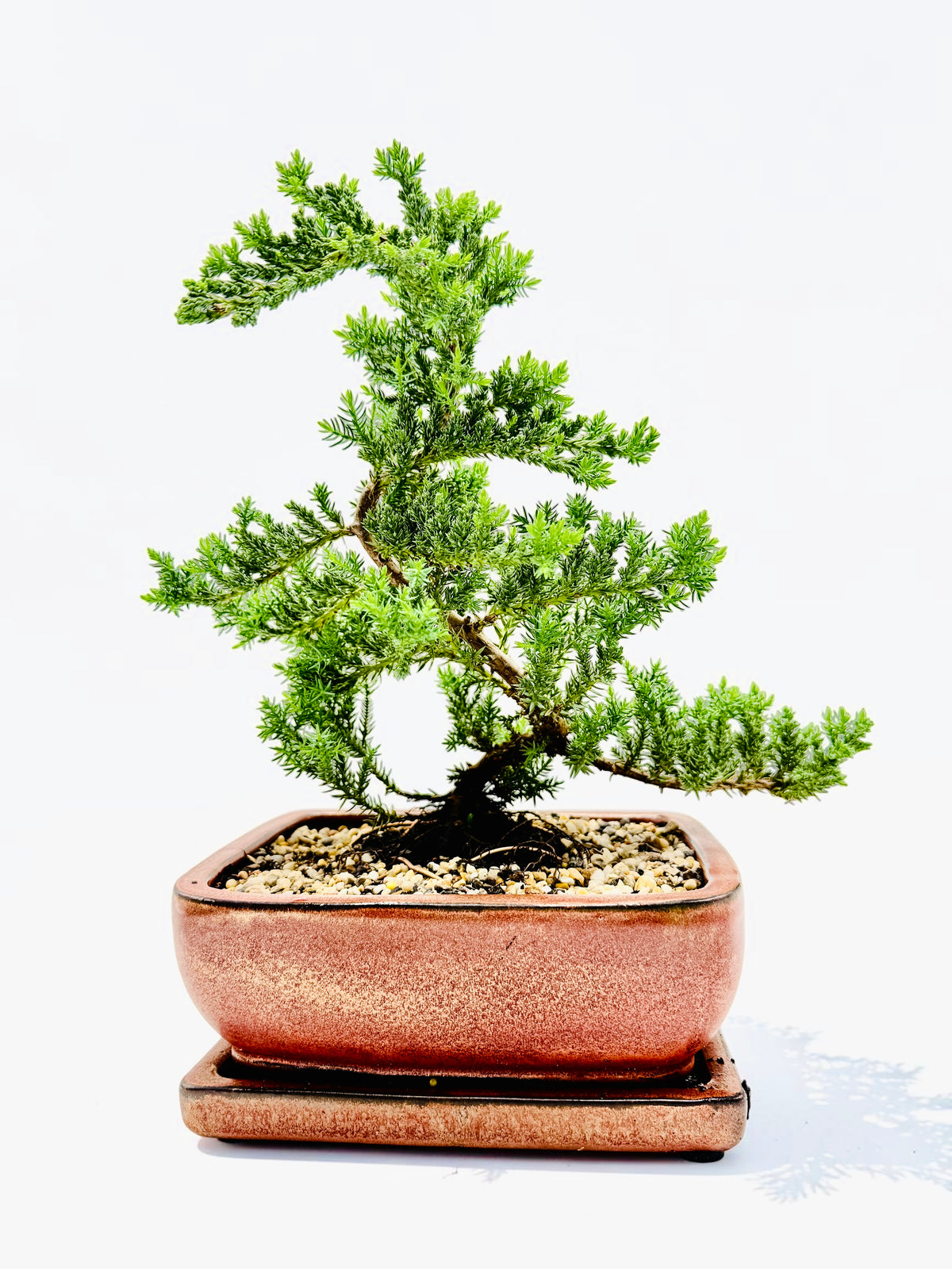 8 Inch Juniper Squamata Bonsai Tree With Saucer - Rustic Glazed Pot
