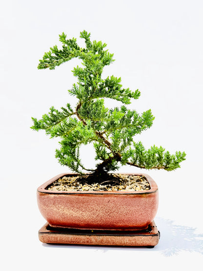 8 Inch Juniper Squamata Bonsai Tree With Saucer - Rustic Glazed Pot