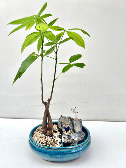 Rock Feature Double Trunk Twisted Indoor Guiana Chestnut “Pachira Aquatica” Bonsai Tree 10 Inch 发财树 - Bonsai Gifts Nursery