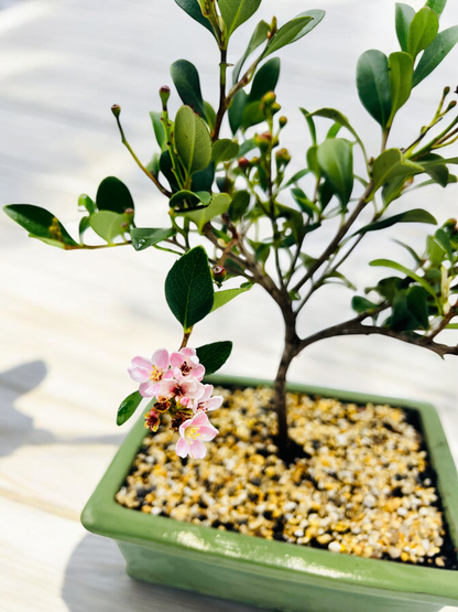 Hawthorn “Cherry Blossom” Bonsai Tree