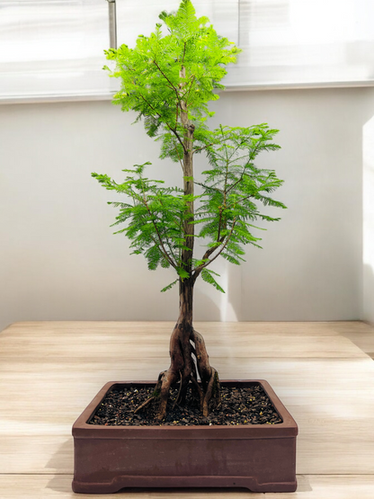 Swamp Cypress Bonsai