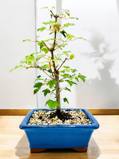 Trident Maple Bonsai Tree 8 Inch