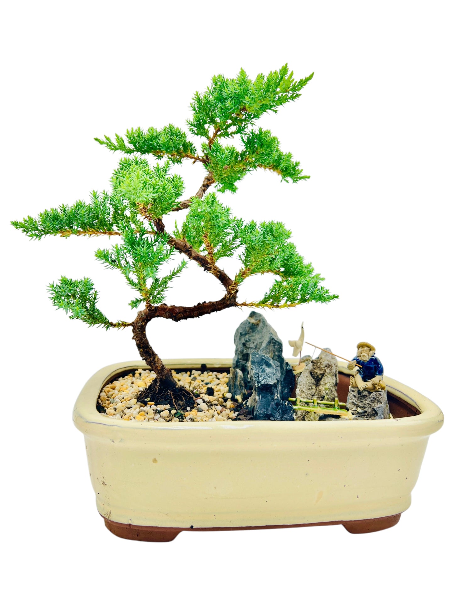 12 Inch Juniper Bonsai Tree With Rock Feature