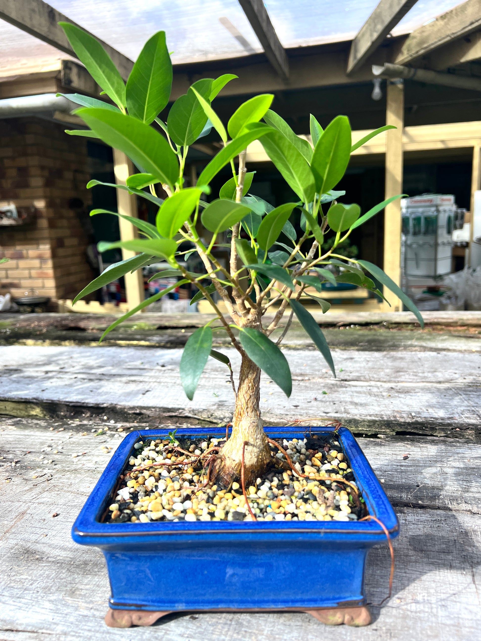 8 Inch Small Leaf Fig Bonsai Tree - Bonsai Gifts Nursery