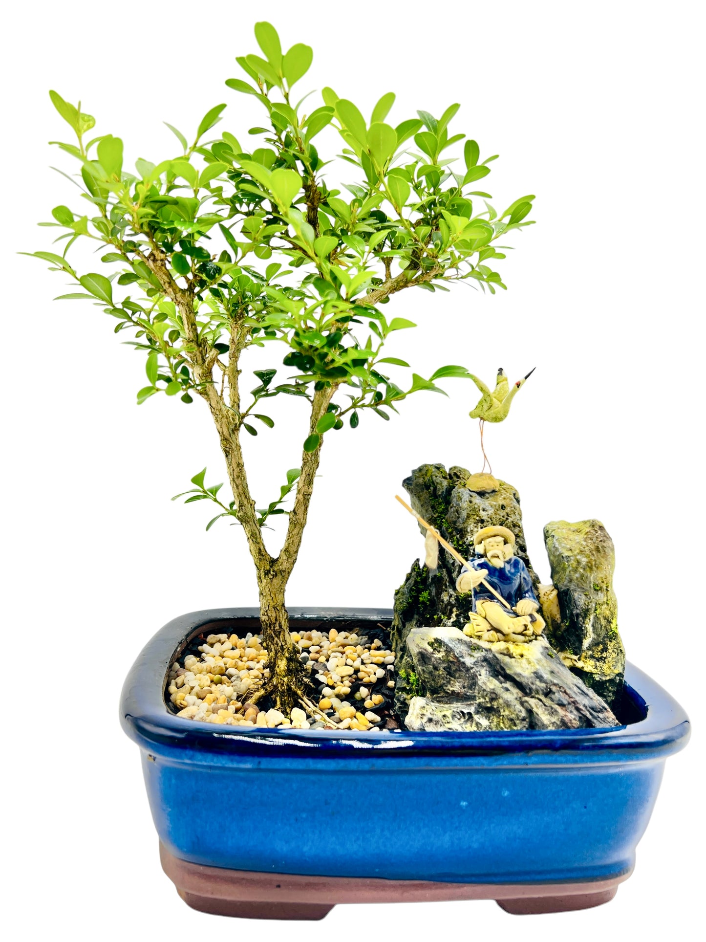 8 Inch Japanese Boxwood Bonsai Tree With Rock Feature