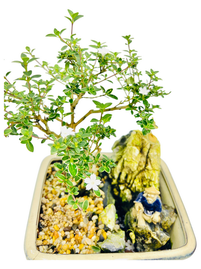 7 Inch Serissa Bonsai Tree With Rock Feature