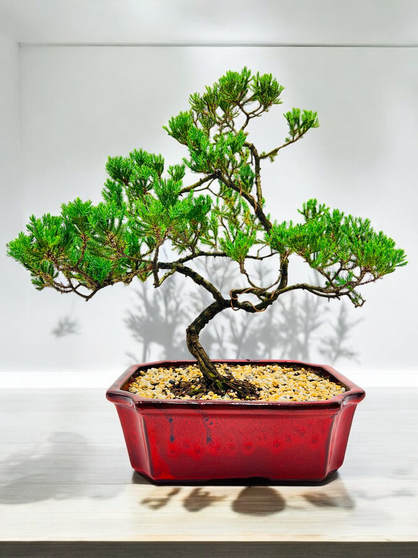 Large Juniper Squamata Bonsai Tree 12 Inch