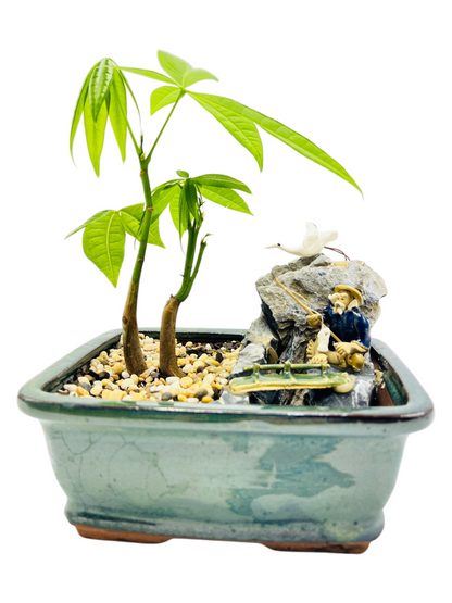 Rock Feature Twin Trunk Indoor Guiana Chestnut “Pachira Aquatica” Bonsai Tree 7 Inch 发财树