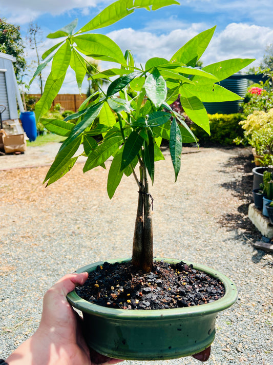 2020 Triple Trunk Indoor Guiana Chestnut “Pachira Aquatica” Bonsai Tree 10 Inch 发财树