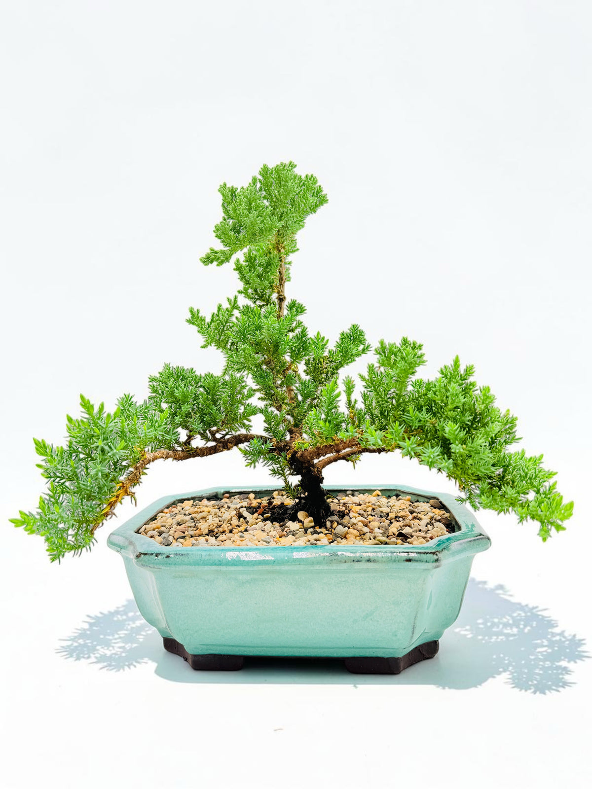 10 Inch Juniper Squamata Bonsai Tree - Aqua Rectangular Pot