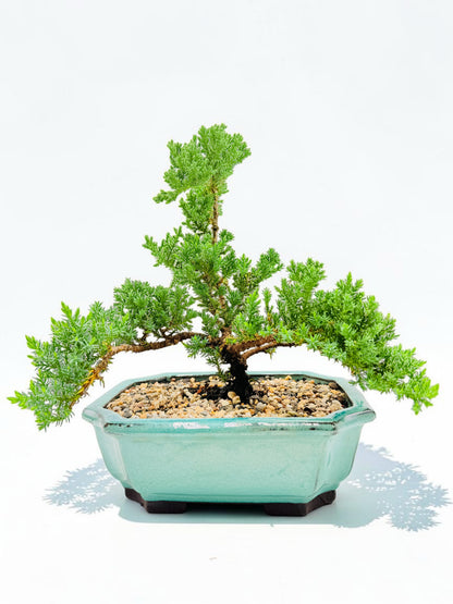 10 Inch Juniper Squamata Bonsai Tree - Aqua Rectangular Pot