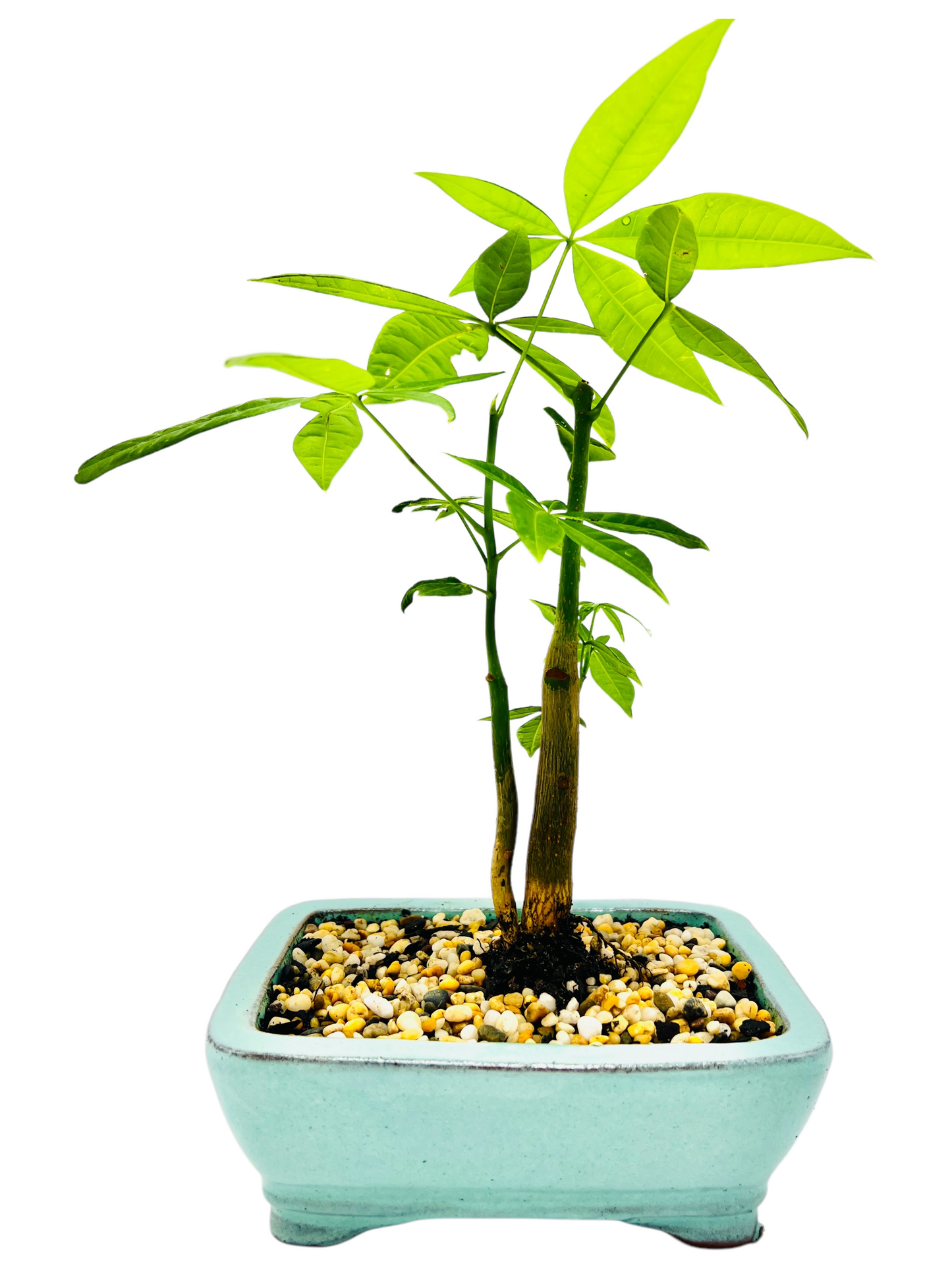 Twin Trunk Indoor Guiana Chestnut “Pachira Aquatica” Bonsai Tree 6 Inch 发财树