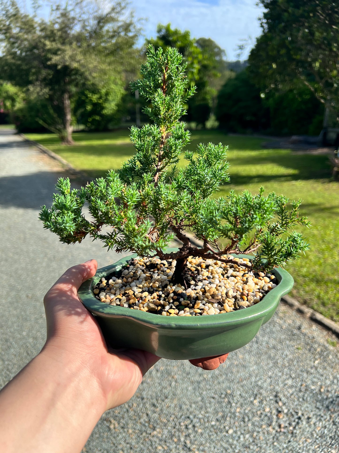 Juniper Bonsai Tree 8 Inch - Bonsai Gifts Nursery