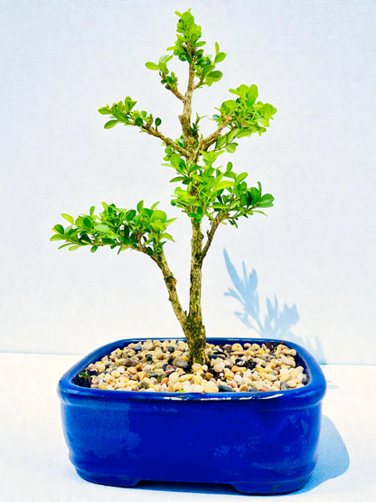 Japanese Boxwood 8" Bonsai Tree - Blue Pot