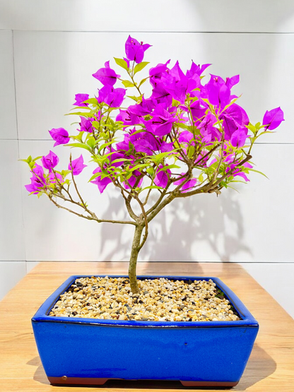 10” Purple Bougainvillea 6 Years Old 50cm Tall