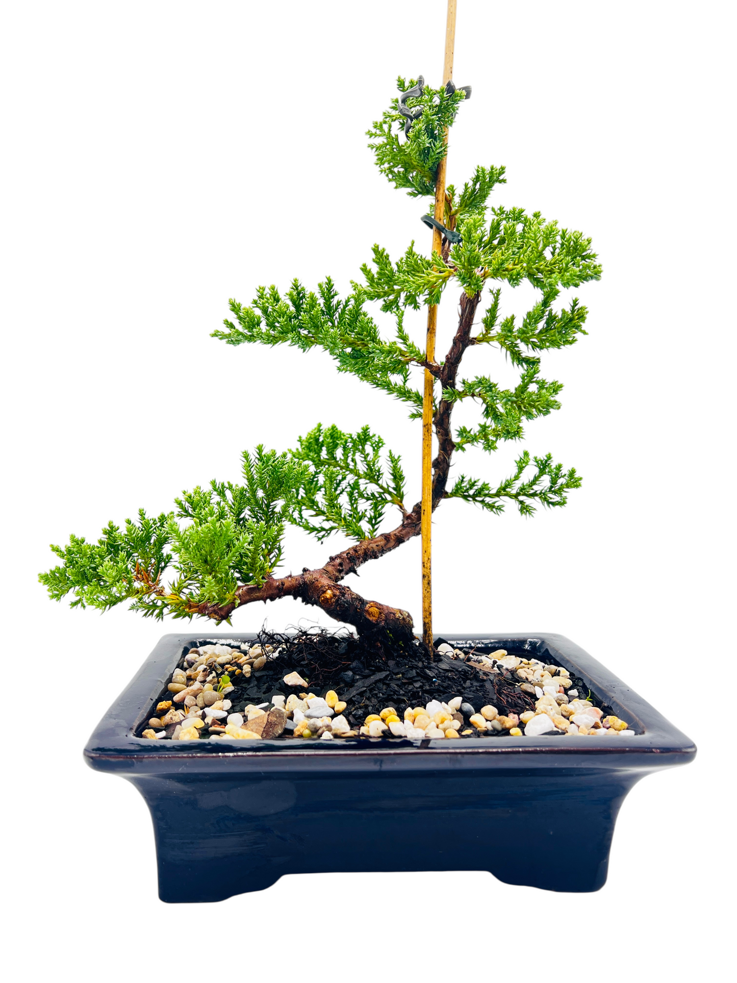 8 Inch Juniper Squamata Bonsai Tree - Black Rectangle Pot