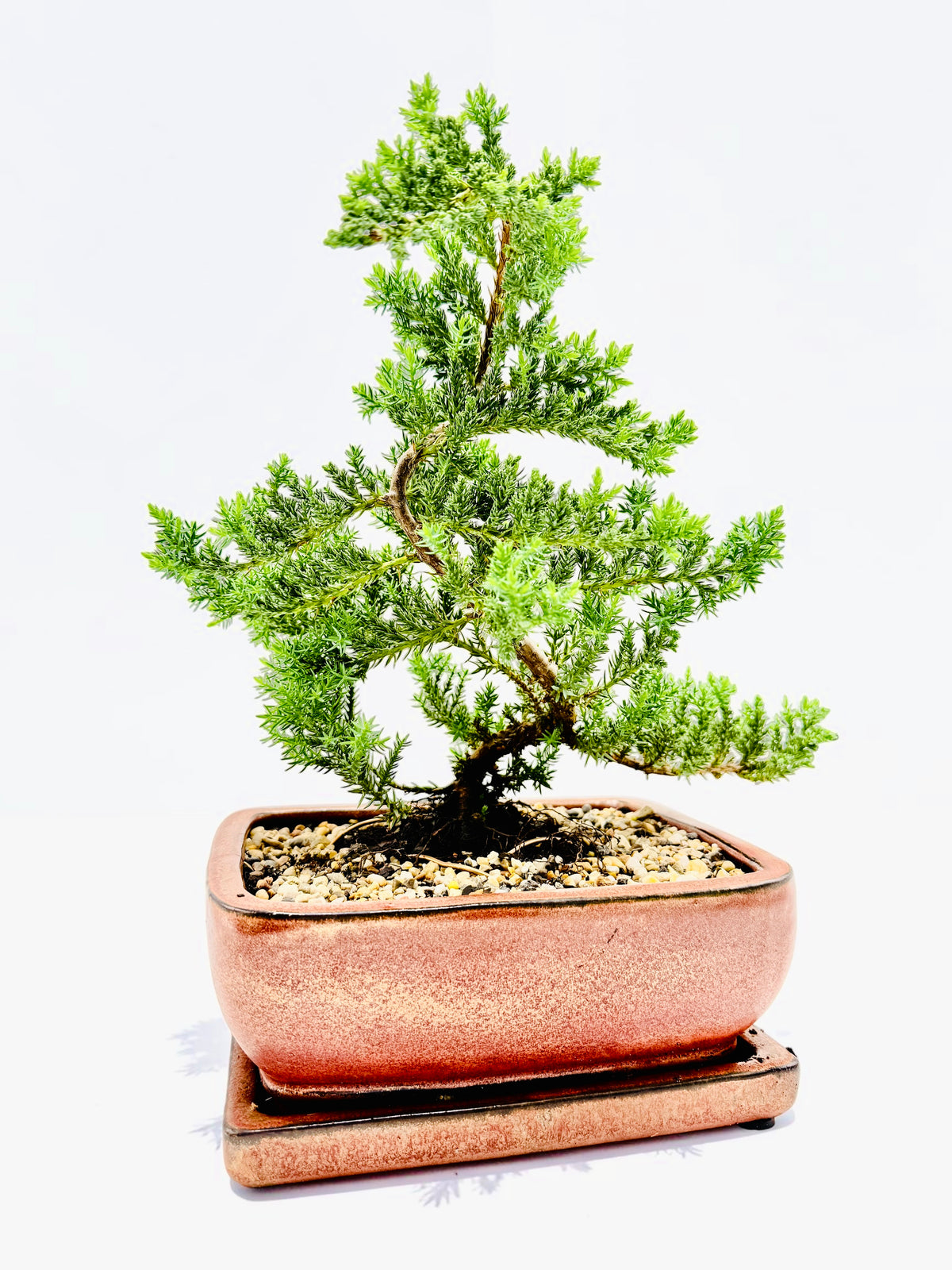 8 Inch Juniper Squamata Bonsai Tree With Saucer - Rustic Glazed Pot