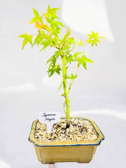 Japanese Maple Bonsai Tree 8 Inch