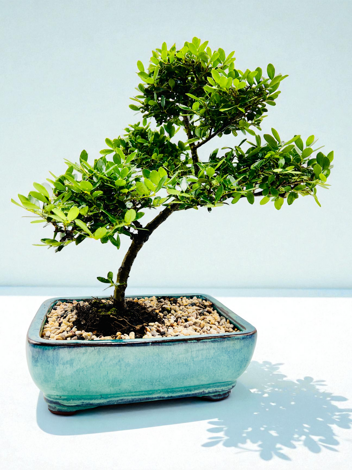10 Inch Japanese Dwarf Holly Bonsai Tree - Slant Style Turquoise Pot