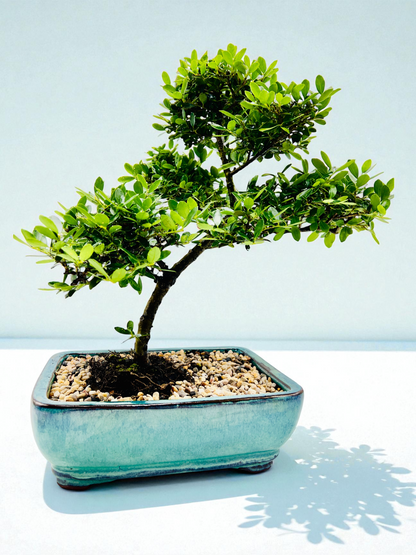 10 Inch Japanese Dwarf Holly Bonsai Tree - Slant Style Turquoise Pot