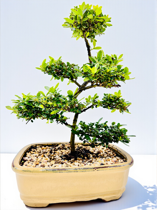 10 Inch Japanese Dwarf Holly Bonsai Tree - Yellow Rectangle Pot