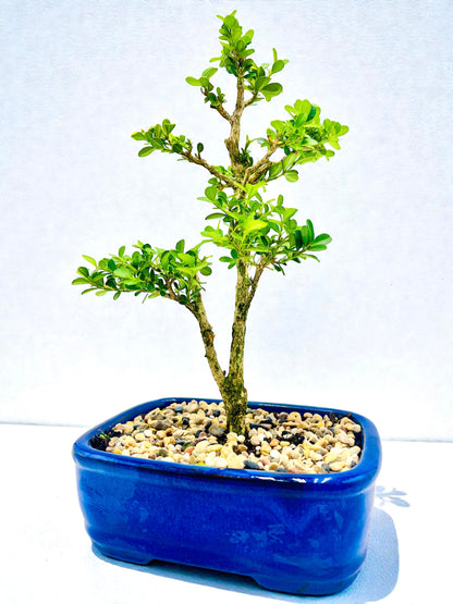 Japanese Boxwood 8" Bonsai Tree - Blue Pot