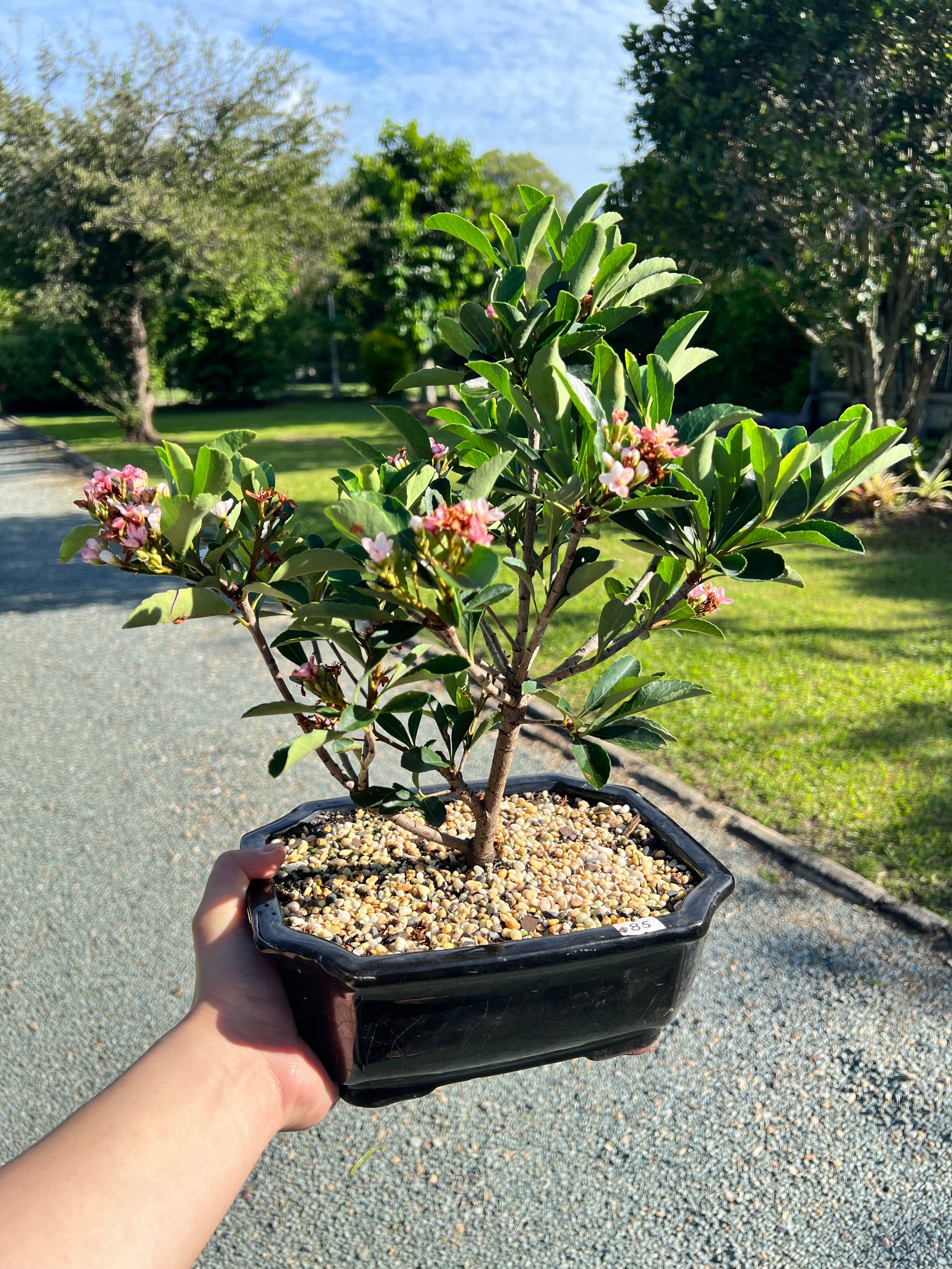 Hawthorn “Cherry Blossom” Bonsai Tree - Bonsai Gifts Nursery