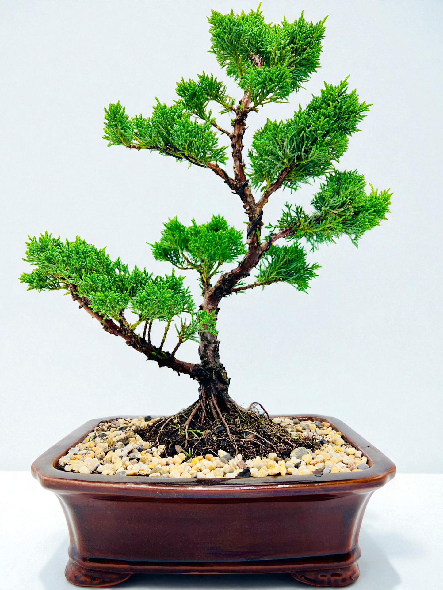 2013 Twisted Trunk Japanese Shimpaku Juniper Bonsai Tree