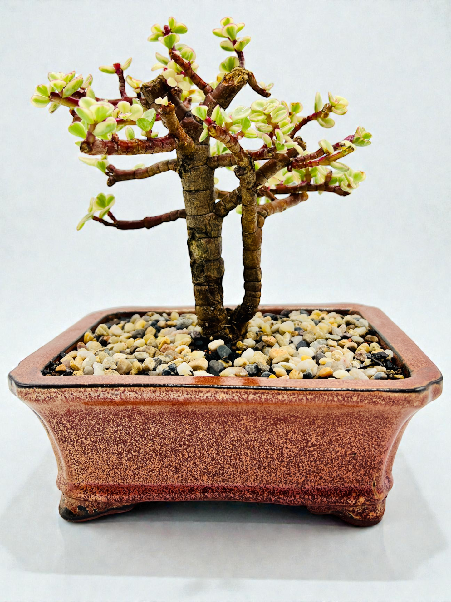 8 Inch Variegated Jade Bonsai Tree