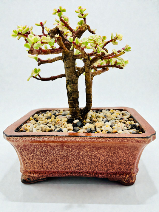8 Inch Variegated Jade Bonsai Tree