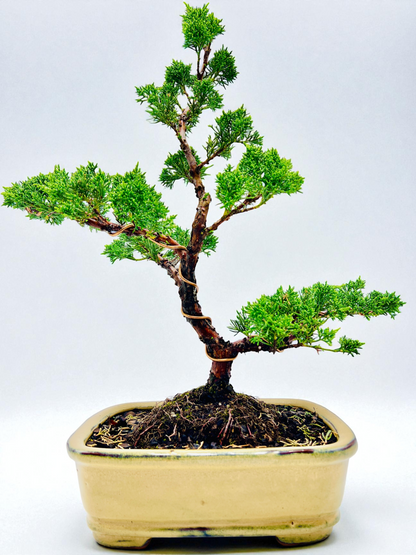 2013 Twisted Trunk Japanese Shimpaku Juniper Bonsai Tree