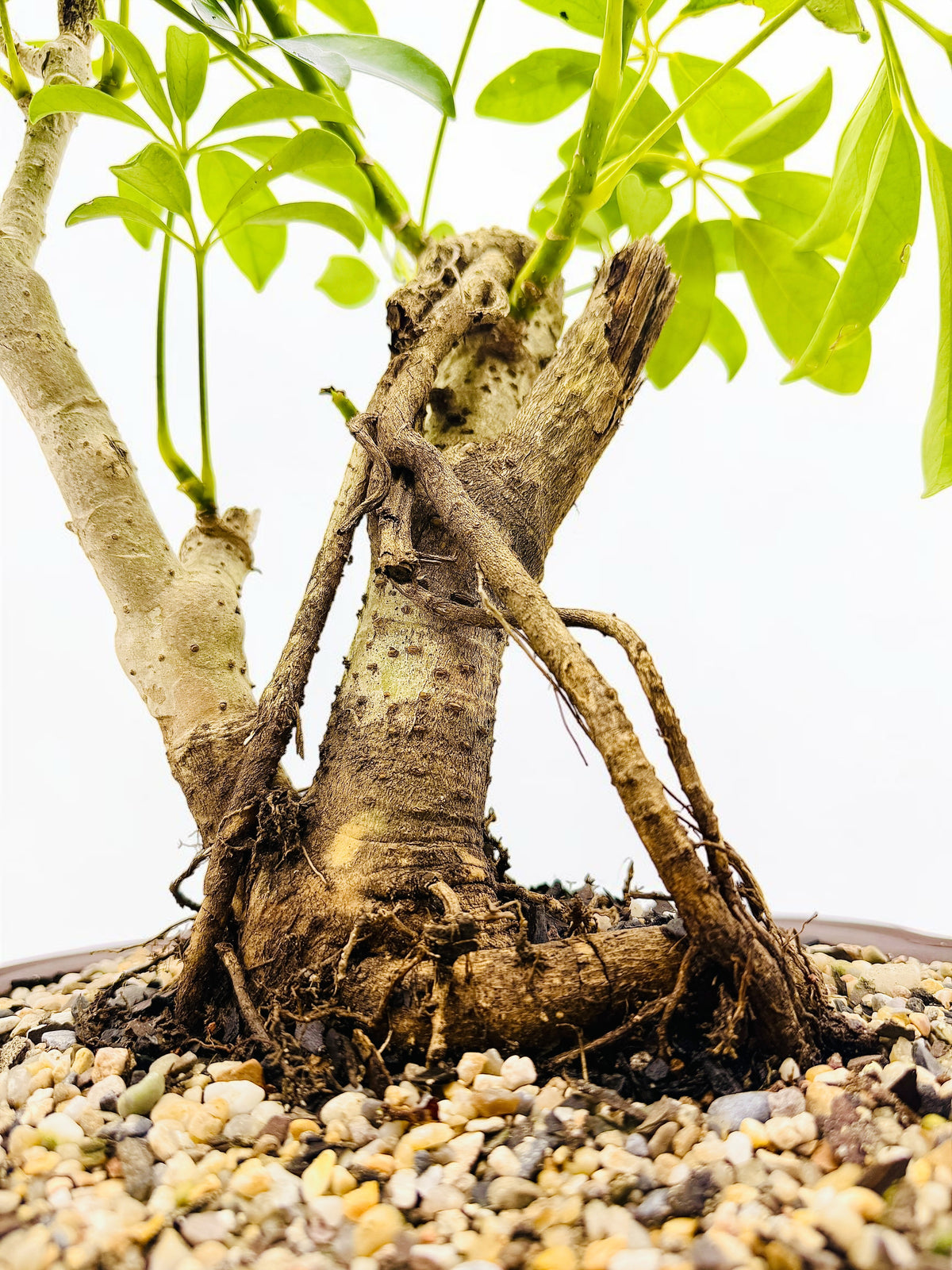 2009 Umbrella Tree Bonsai – Mature Trunk & Exposed Roots
