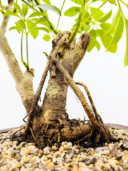 2009 Umbrella Tree Bonsai – Mature Trunk & Exposed Roots