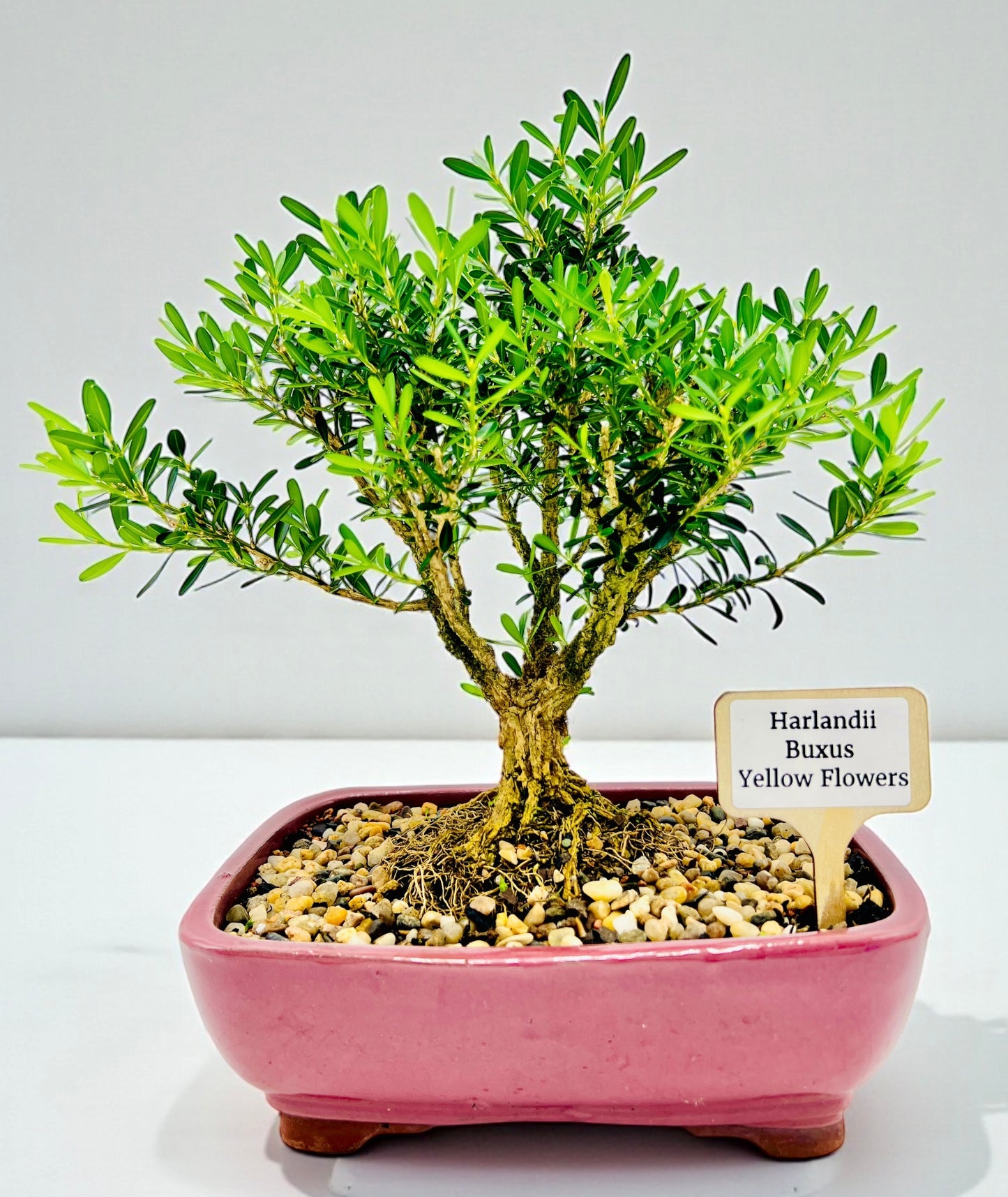 Harlandii Buxus 8" Bonsai Tree - Red Glazed Pot