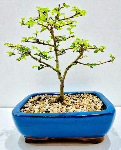 Chinese Elm Bonsai Tree 8 Inch