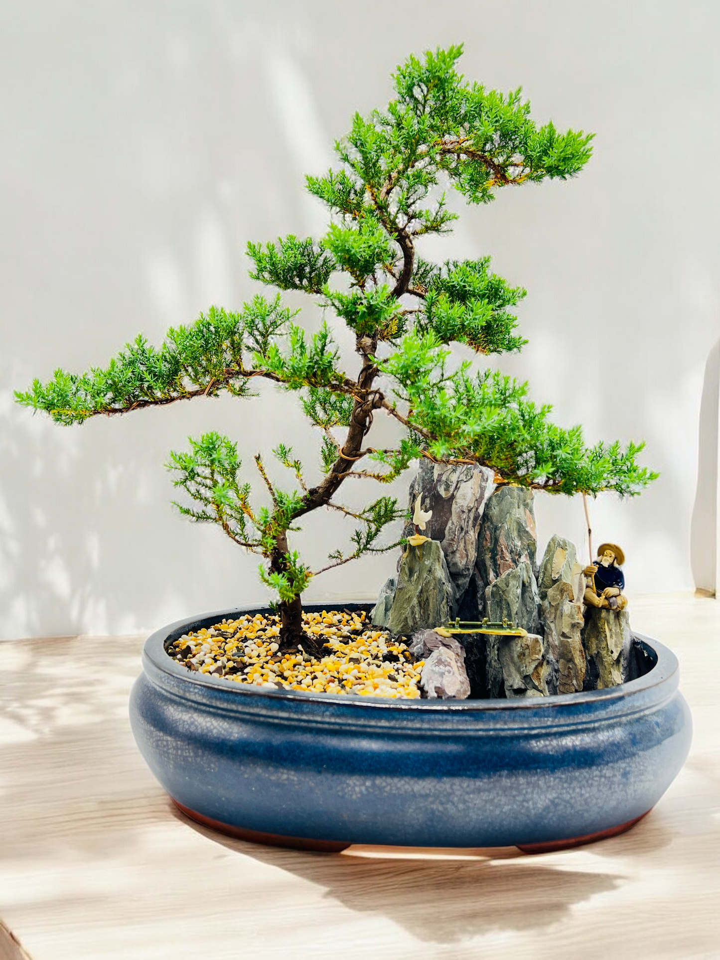 14" Juniper With Rock Feature Bonsai Tree