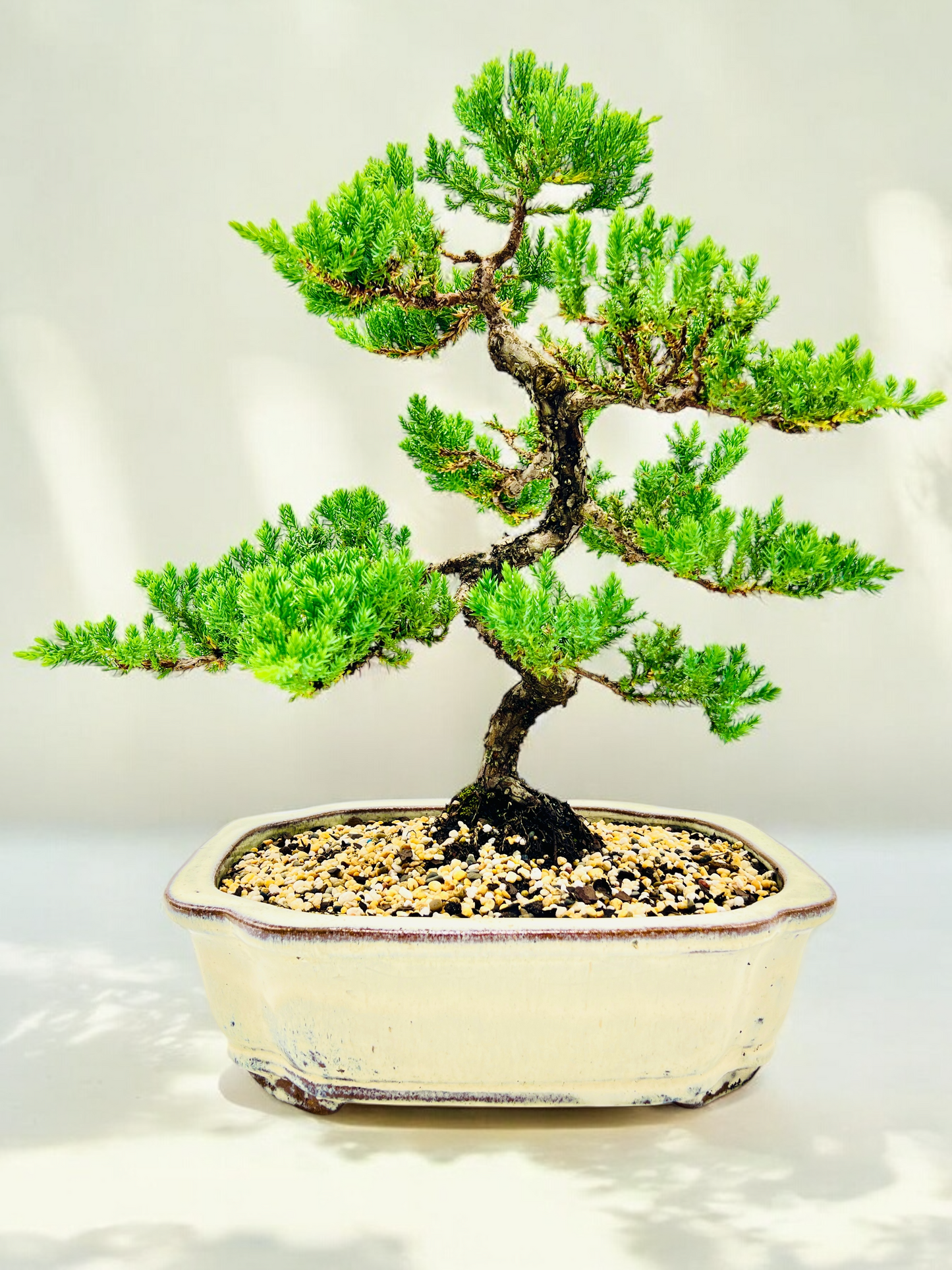 Advanced Twisted Trunk Juniper Squamata Bonsai Tree