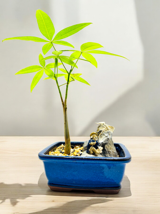 Rock Feature Indoor Guiana Chestnut “Pachira Aquatica” Bonsai Tree 7 Inch 发财树