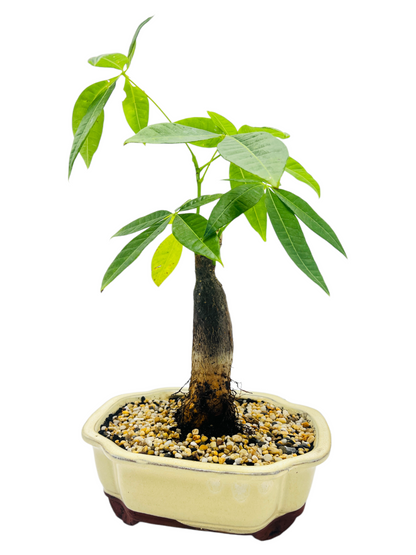 5 Leaves Indoor Guiana Chestnut “Pachira Aquatica” Bonsai Tree 8 Inch 发财树